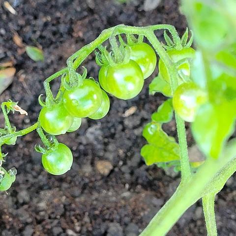 Grüne Beeren