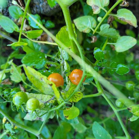 Zwei rote Beeren