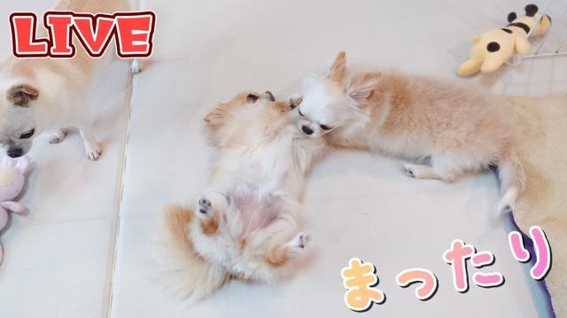 【Live】チワワたちと一緒に木曜お昼の定時・雑談ライブ【ブリーダー】