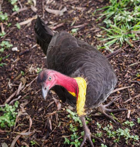 A scrub turkey looking at me with no apparent fear; if anything, deciding whether I'm edible it seems. It has the characteristic bald red head and neck, no brains, and the bright yellow wattle that can be extended as a party trick.