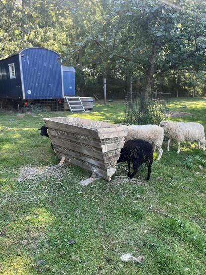 Selbstgebaute Heuraufe aus Paletten mit einigen Lämmern