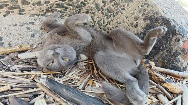 ロシアンブルーみたいな猫をモフると無防備なヘソ天ポーズになった