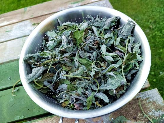 Bowl of mint leaves that have been plucked off the stems and are already half dry from sitting for a few days in a basket.