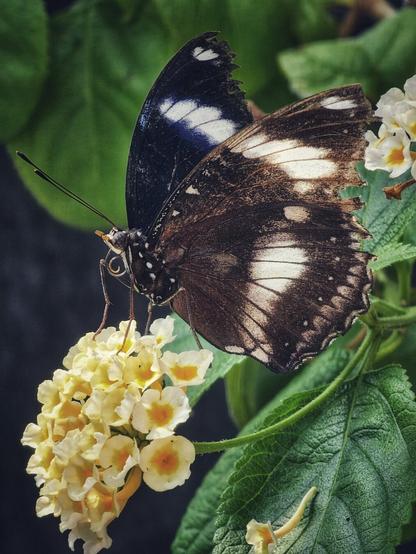 A close-up, vertical shot of a large butterfly with dark brown and white patterned wings. It is perched on a cluster of small yellow and white flowers with its wings folded upwards. Green leaves are visible in the background. The image has a soft, natural light and a shallow depth of field, with the butterfly in sharp focus.