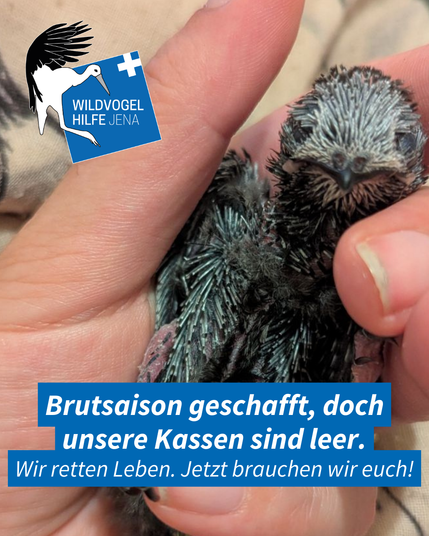 Ein Nestling Mauersegler in der Hand einer Ehrenamtlichen in der Wildvogelhilfe Jena. Davor der Text: "Brutsaison geschafft, doch unsere Kassen sind leer. Wir retten Leben. Jetzt brauchen wir euch!"