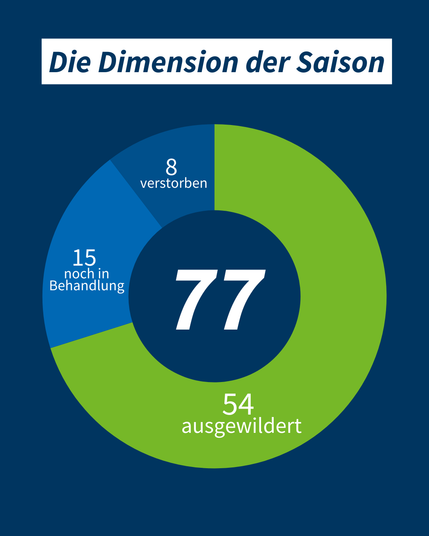 Ein Kreisdiagramm mit den Daten zu den behandelten Mauerseglern in der Wildvogelhilfe Jena. 77 Vögel insgesamt, davon 54 ausgewildert, 15 noch in Behandlung und leider 8 verstorbene.