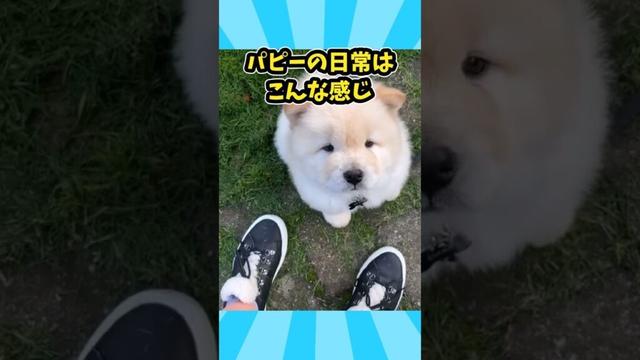 仕事で疲れた皆に贈る笑いと癒しのチャウチャウパピー5選ww　#子犬 #チャウチャウ #笑える #元気になる動画 #癒し #子犬のいる生活