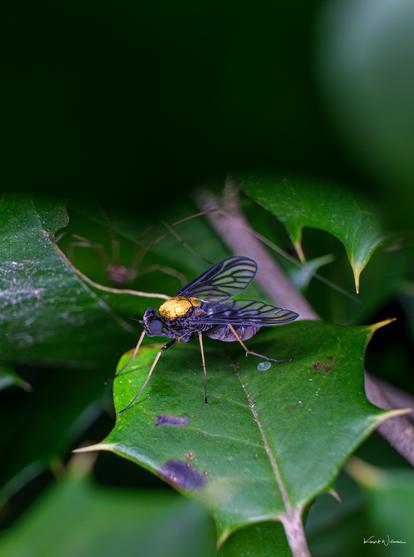 Golden-backed snipe fly with metallic gold thorax resting on green holly leaf