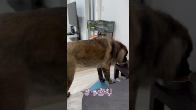 【超大型犬】　ショート 満足のカット　Leonberger　レオンベルガー  #Shorts  #大型犬のいる生活
