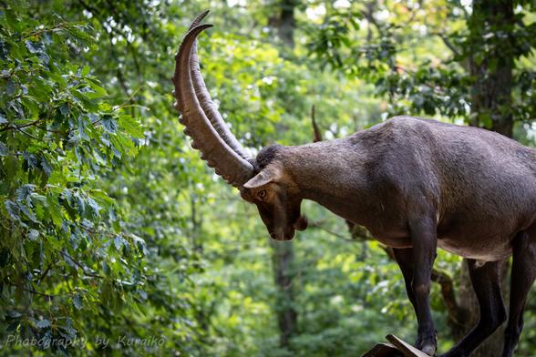 A young Ibex standing on a small manger. Background is filled with green trees and leaves most out of focus.