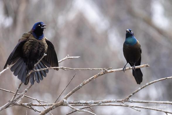 Two multicolored birds stand on wintry branches; one with a purplish head puffs out chest, wings and tail as it squawks; the other, slim and with a greener head, looks on impassive. Both have gold-brown bodies.