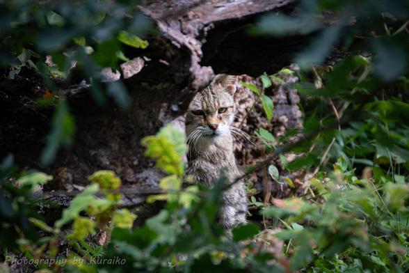 Wild cat partially hidden behind leaves and branches, looking slightly annoyed