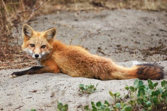 A photo of a red fox (Vulpes vulpes) lying stretched out on sandy ground with its head raised toward the camera. There is golden brown dried grass in the background and some greenery in the foreground.