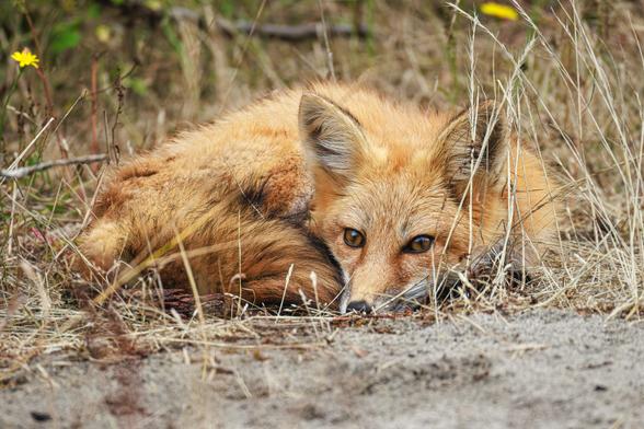A photo of a red fox (Vulpes vulpes) curled in a ball on sandy ground surrounded by long, dry, golden brown grasses and a few yellow wildflowers.