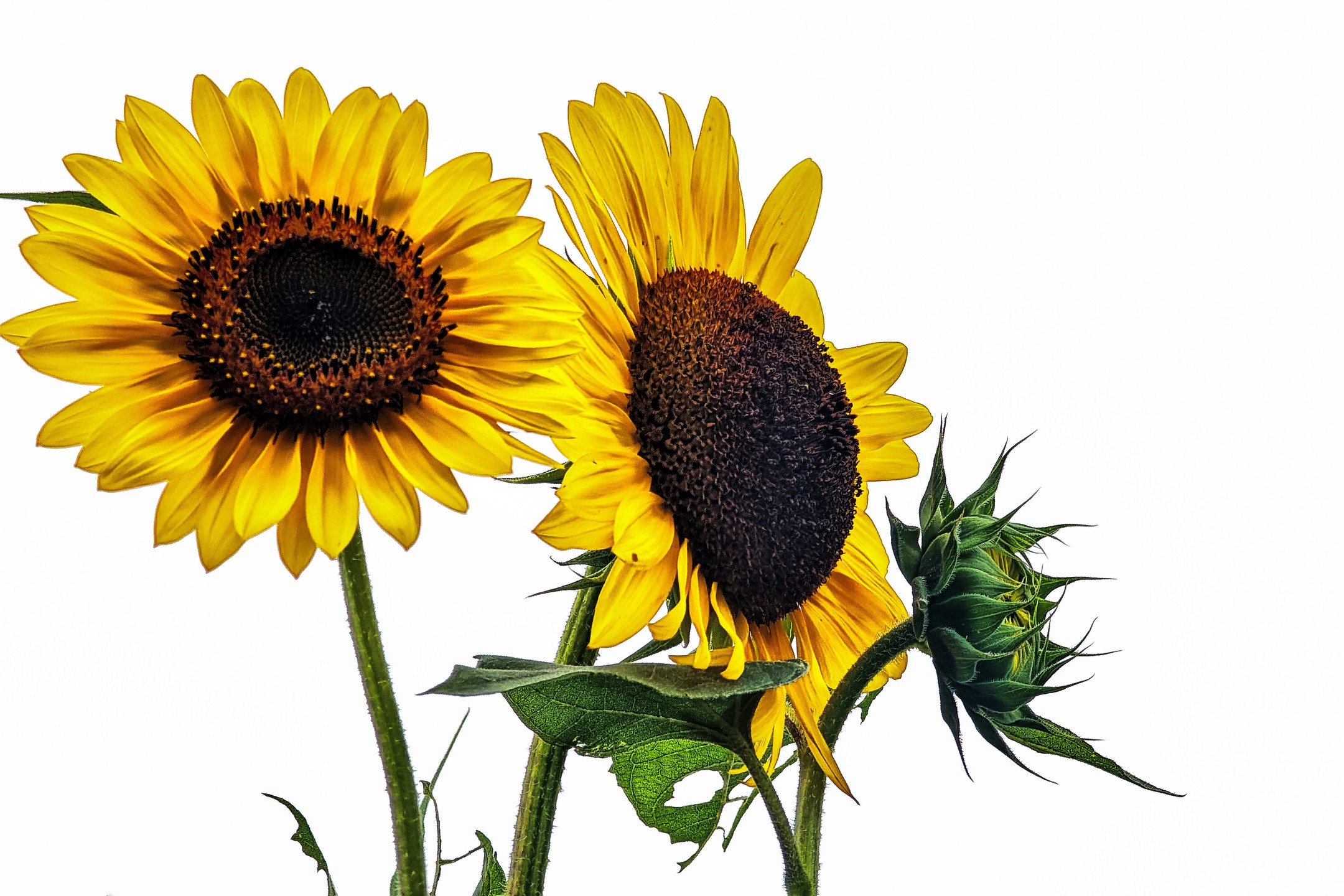 They are bright and yellow and their stems are very green.