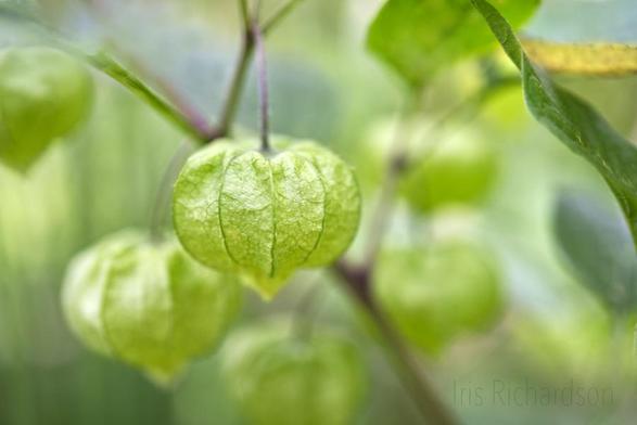 Long Leaved Groundcherries - Groundcherries in their green husk. Only when ripe are they edible. Macro Photograph