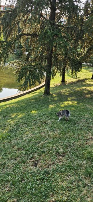 Fotografía donde se divisa una parte del lago artificial, un árbol y un perro oliendo el césped.