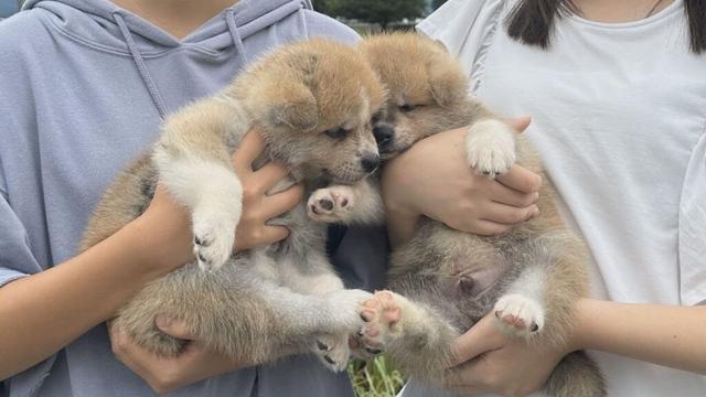 じいちゃんの秋田犬【特別編】　じいちゃんの夏休み