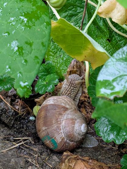 Große Weinbergschnecke mit braunem Gehäuse kriecht auf dem feuchten Boden unter grünen Blättern. Foto Johann Seidl, Gartenpoet