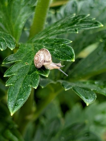 Winzige Kantige Laubschnecke sitzt auf einem nassen, gezackten Blatt, deutlich kleiner als die Blattadern.
Foto Johann Seidl, Gartenpoet