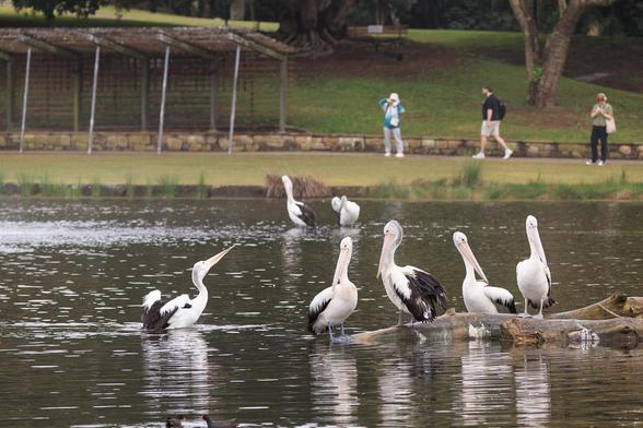 A scene shot over a portion of a lake. In the mid-ground, there are four large black and white pelicans sitting on a log. A fifth one swims towards them from the left. In the background, two more are perched on a submerged rock, and further back, on the short, three people walk past.