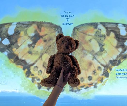 Well-worn brown teddy bear held up against a backlit transparency of butterfly wings