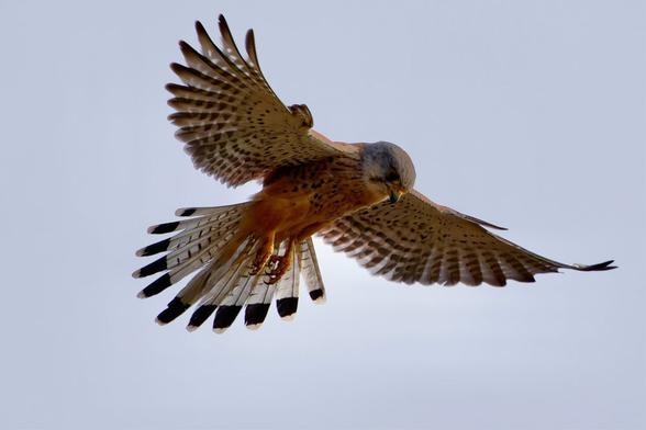 This stunning photo captures a Common Kestrel (Falco tinnunculus) in mid-flight, wings fully spread against a bright sky. Its intricate spotted plumage and sharp talons are clearly visible. #CommonKestrel #bird #lukehaigh #photography #canon #photo