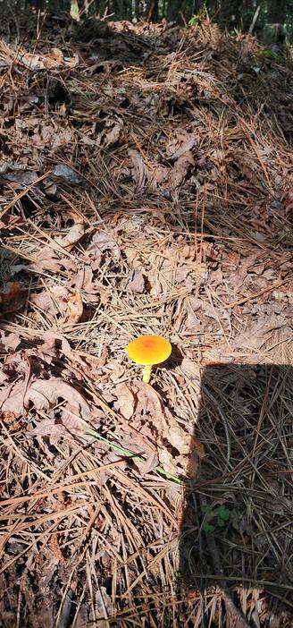 On a hiking trail, an overhead shot of a bright orange colored mushroom under the sunlight