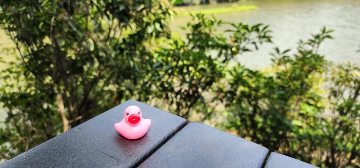 A pink rubber duck on the corner edge of a park bench overlooking bushes with a lake water in the background on a sunny day.