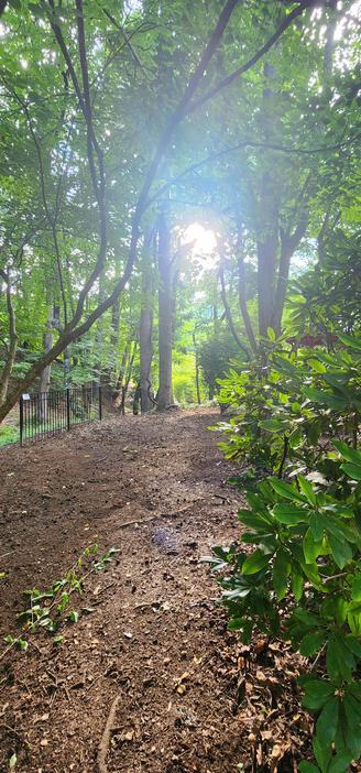 A long shot of a hiking trail with overarching trees with the sunlight peering through straight at the camera.