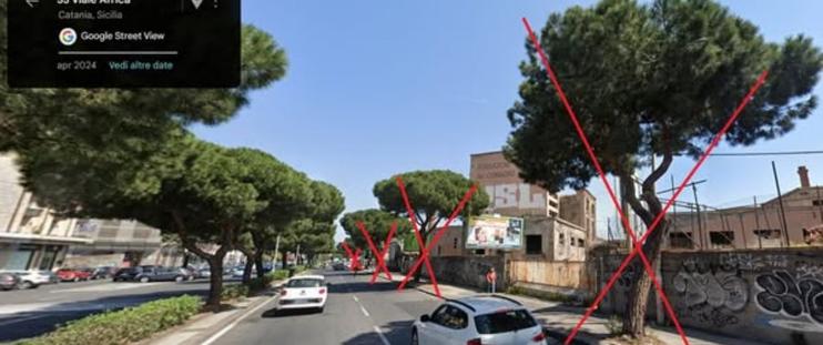 gli alberi che si minaccia di abbattere in viale Africa