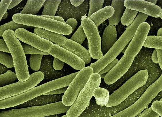 False color scanning electron microscopy image of E. coli bacteria. Image by Gerd Altmann from Pixabay