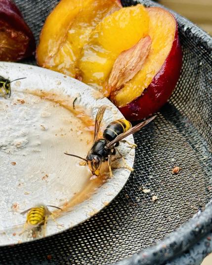 Aziatische Hoornaar en gewone wesp op buffetje met zoetigheid