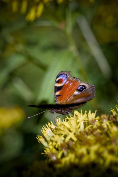 Una farfalla dalle ali rosso arancio con ocelli che cangiano dall'indaco al giallo al bianco e al nero, sta posata su un infiorescenza gialla, lo sfondo è giallo e verde sfocato