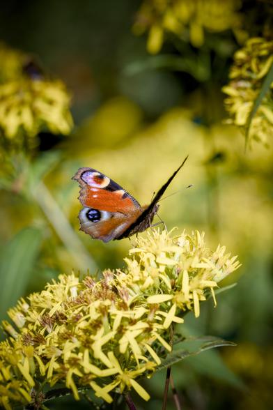 Una farfalla dalle ali rosso arancio con ocelli che cangiano dall'indaco al giallo al bianco e al nero, sta posata su un infiorescenza gialla, lo sfondo è giallo e verde sfocato