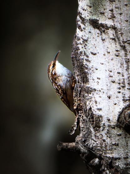 𝗣𝗶𝗰𝘁𝘂𝗿𝗲 𝗗𝗲𝘀𝗰𝗿𝗶𝗽𝘁𝗶𝗼𝗻 (𝗘𝗻𝗴): A Short-Toed Treecreeper in a typical position: it is climbing a thick vertical trunk, holding on with its strong claws, walking upwards without apparent difficulty.

𝗗𝗲𝘀𝗰𝗿𝗶𝗽𝗰𝗶𝗼́𝗻 (𝗘𝘀𝗽): Un Agateador Europeo en una posición típica: está trepando por un grueso tronco vertical, aferrándose con sus fuertes garras, caminando hacia arroba sin dificultad a aparente.