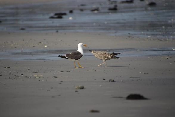 Szene am Strand: Eine erwachsene Heringsmöwe wird von ihrem fast schon ausgewachsenen Küken angebettelt