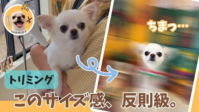 ロングコートチワワ、トリミング後のサイズ感が…反則級に可愛すぎました。