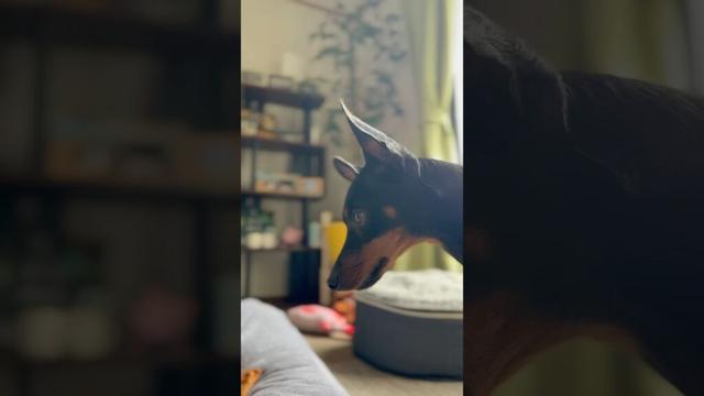 【ミニピン】悪い癖 #miniaturepinscher #ミニピン #ミニチュアピンシャー