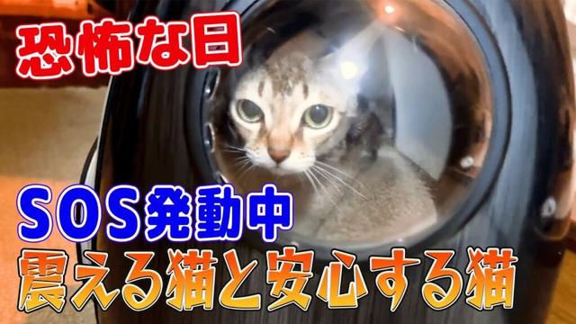 【シンガプーラ】恐怖な日！SOS発動中！震える猫と安心する猫がこちらです！（Singapura / シンガプーラー）
