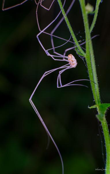 Eastern Harvestman with pale, spindly legs hanging motionless from a green stem on a wooded trail.