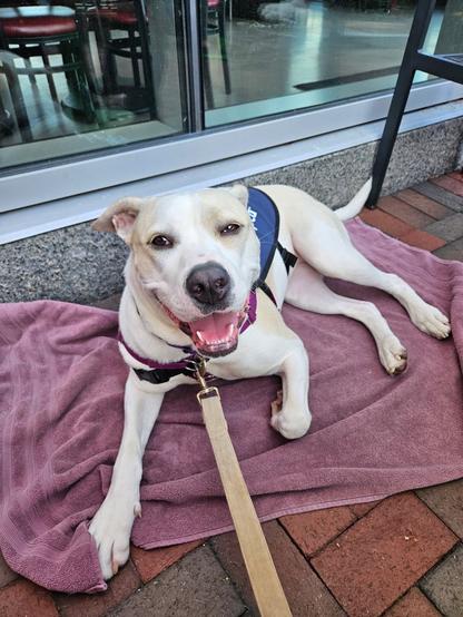 Bella a medium sized mixed breed dog lays outside on a brick patio on a purple towel. she's looking up at the camera with her mouth open in a smile. she's light tan and white. she's wearing a navy blue vest with an mspca logo that says 'adopt me' on it. there's a sliding glass door behind her