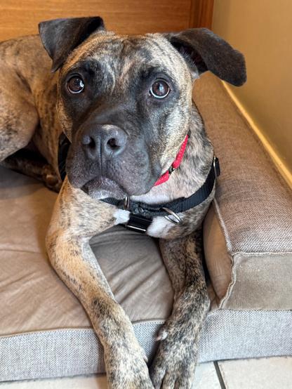 Tessa, a mixed breed brindle dog, lays on a gray pet pet and looks up at the camera with her floppy dark ears slightly perked up. she's wearing a red collar.
