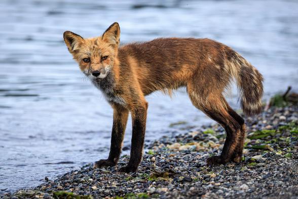 A photo of a small red fox (Vulpes vulpes) standing on a pebbly gray beach next to water, looking into the camera. It is missing half its tail and its fur is of varying lengths and hues of orange.