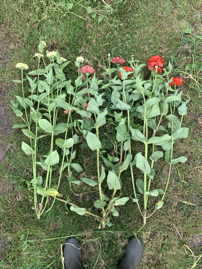 Mooie Zinnia-planten, maar niet de juiste kleur.