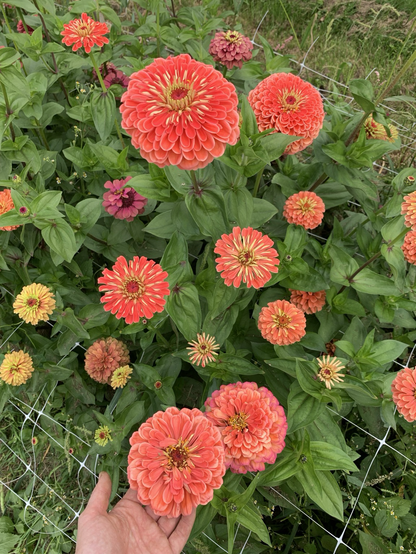 Een opschepper, met zulke enorme bloemen. Deze koraalroze Zinnia vinden we prachtig.