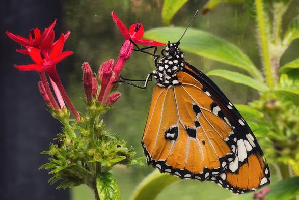 A close-up, horizontal image shows a vibrant monarch butterfly with striking orange and black wings. The butterfly is perched on a cluster of small red flowers, extending its proboscis into one of the blooms to feed. The background is a soft blur of green leaves and dark shadows, highlighting the subject. The image captures the delicate details of the butterfly's wings and the texture of the plant.