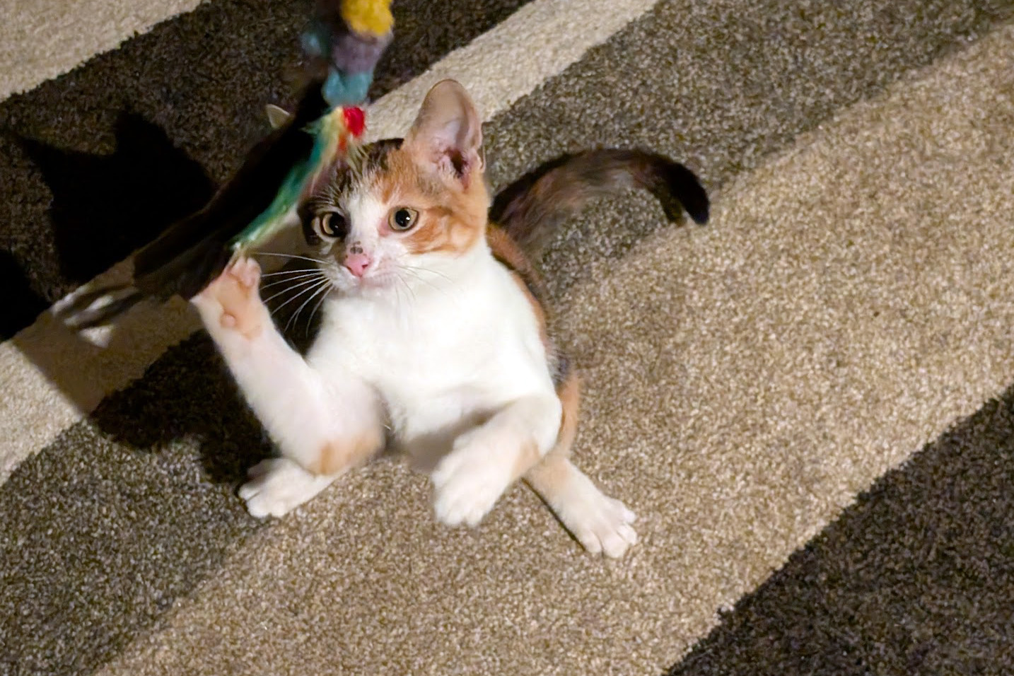 Small calico kitten leaping to play with a toy