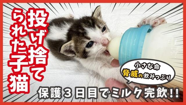 【投げ捨てられた子猫】３日でこんなに元気に…感動のミルクタイム