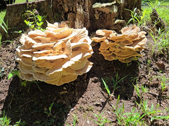 Layered white mushroom blooms on a stump